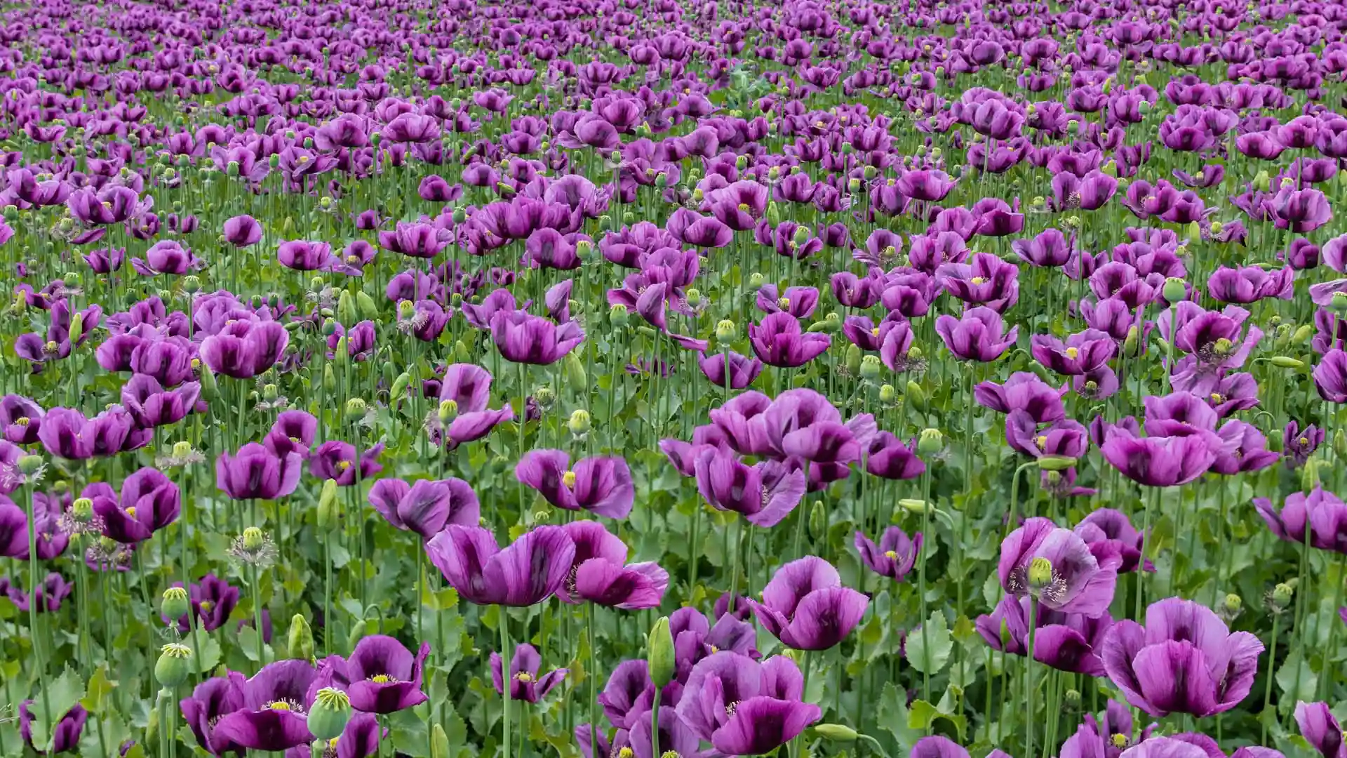 Poppy flowers
