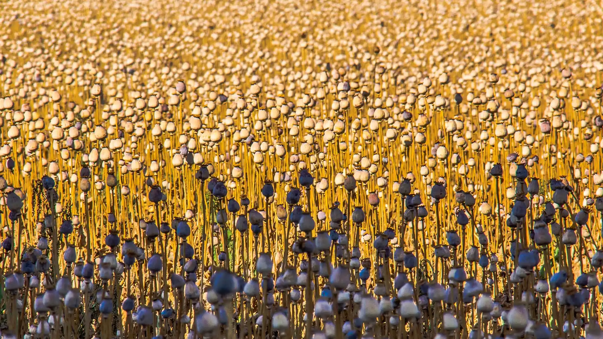 Poppy seed pods