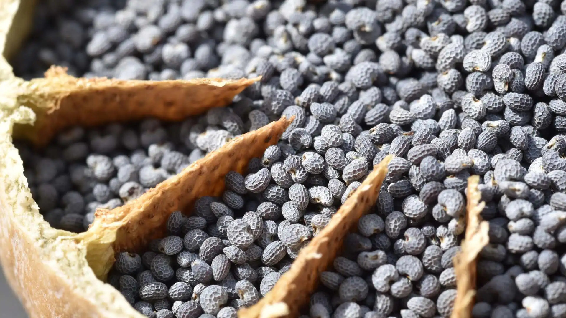 Blue poppy seeds