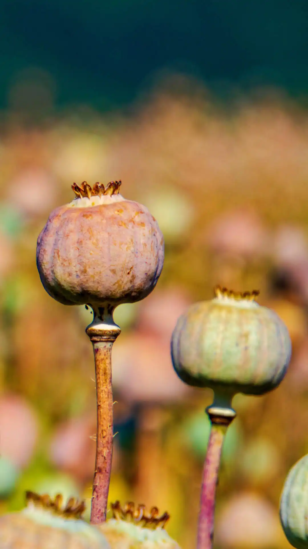 Poppy seed pod