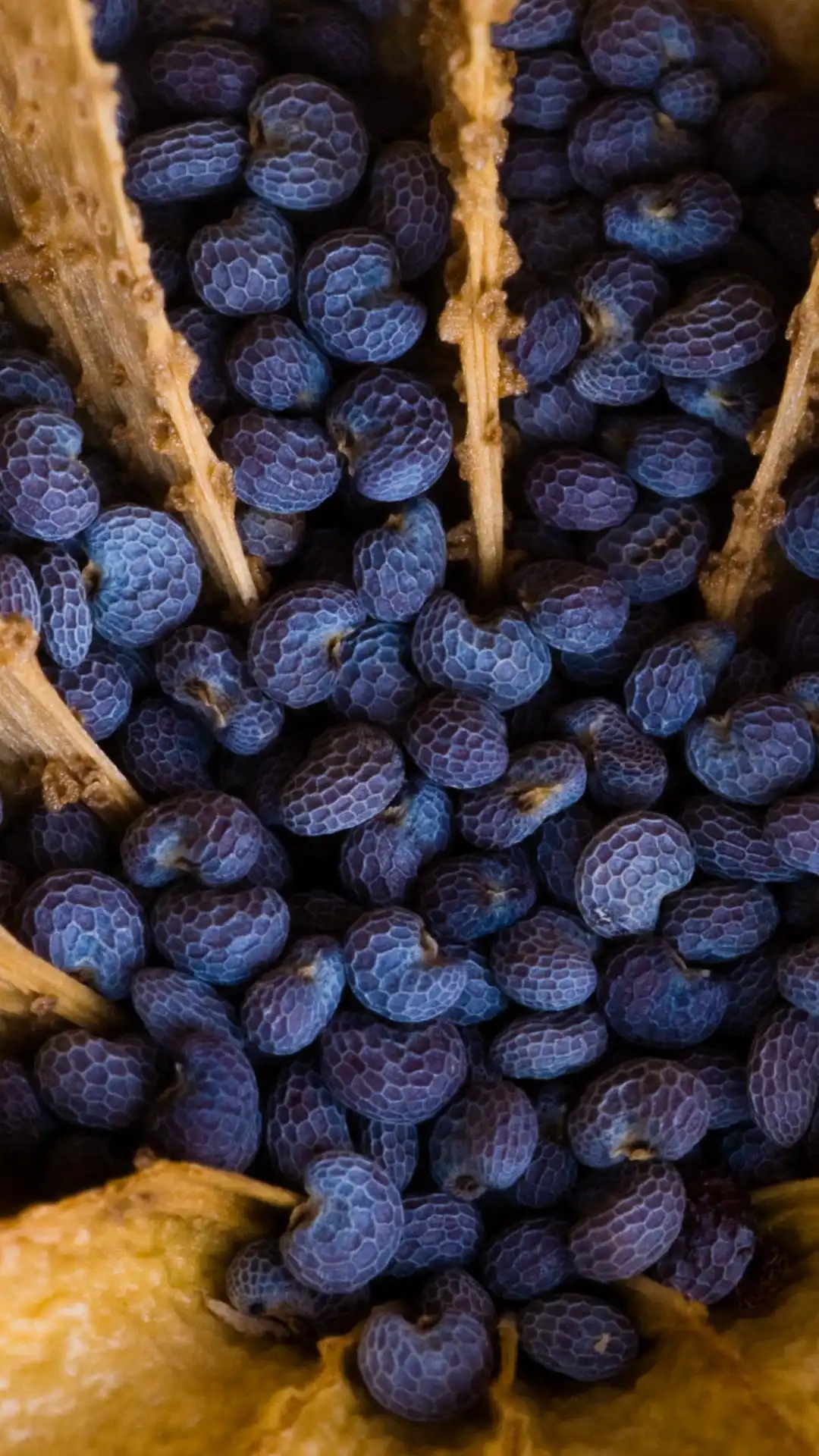 Blue poppy seeds in seed pod