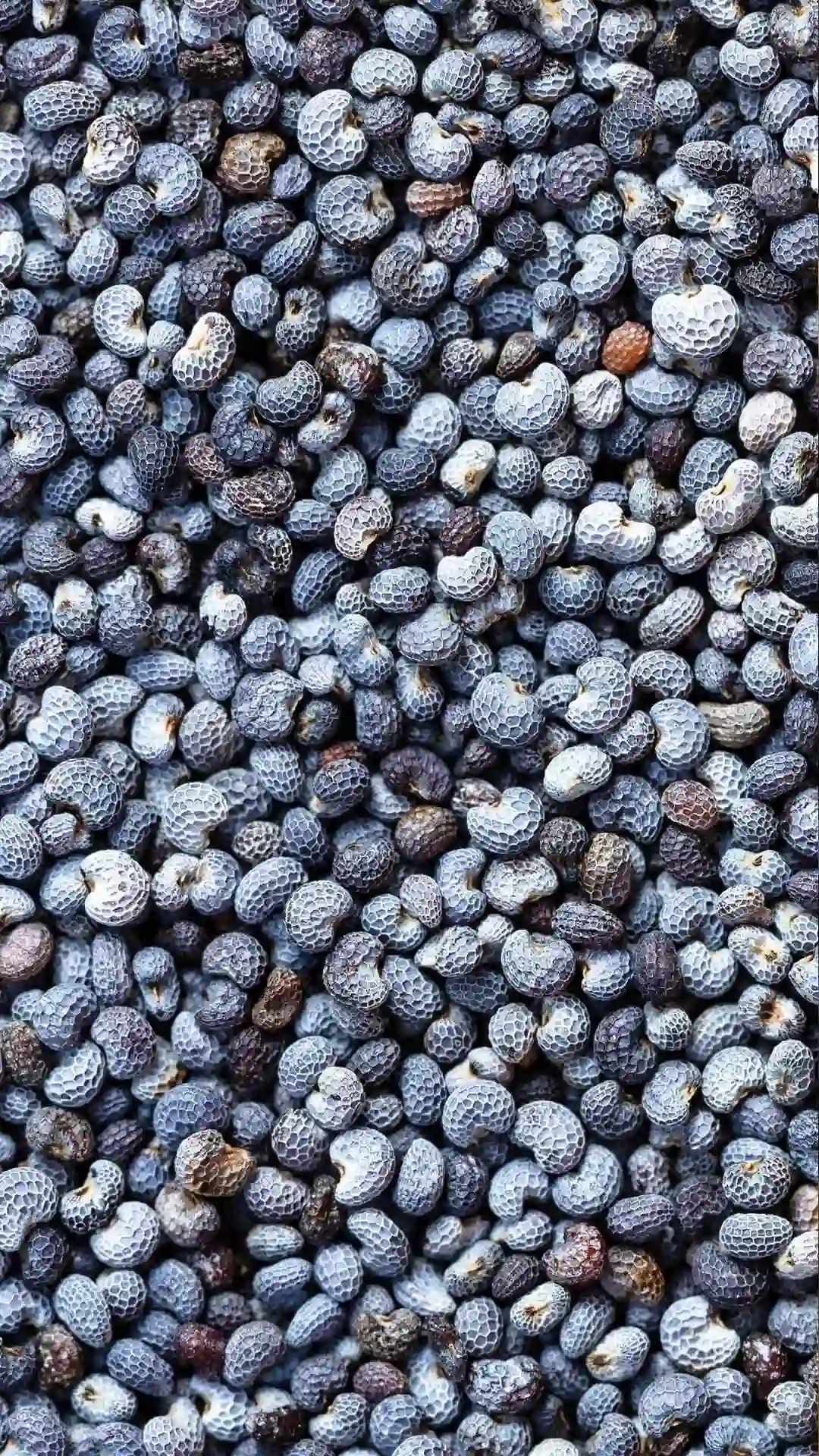 Blue poppy seed close-up