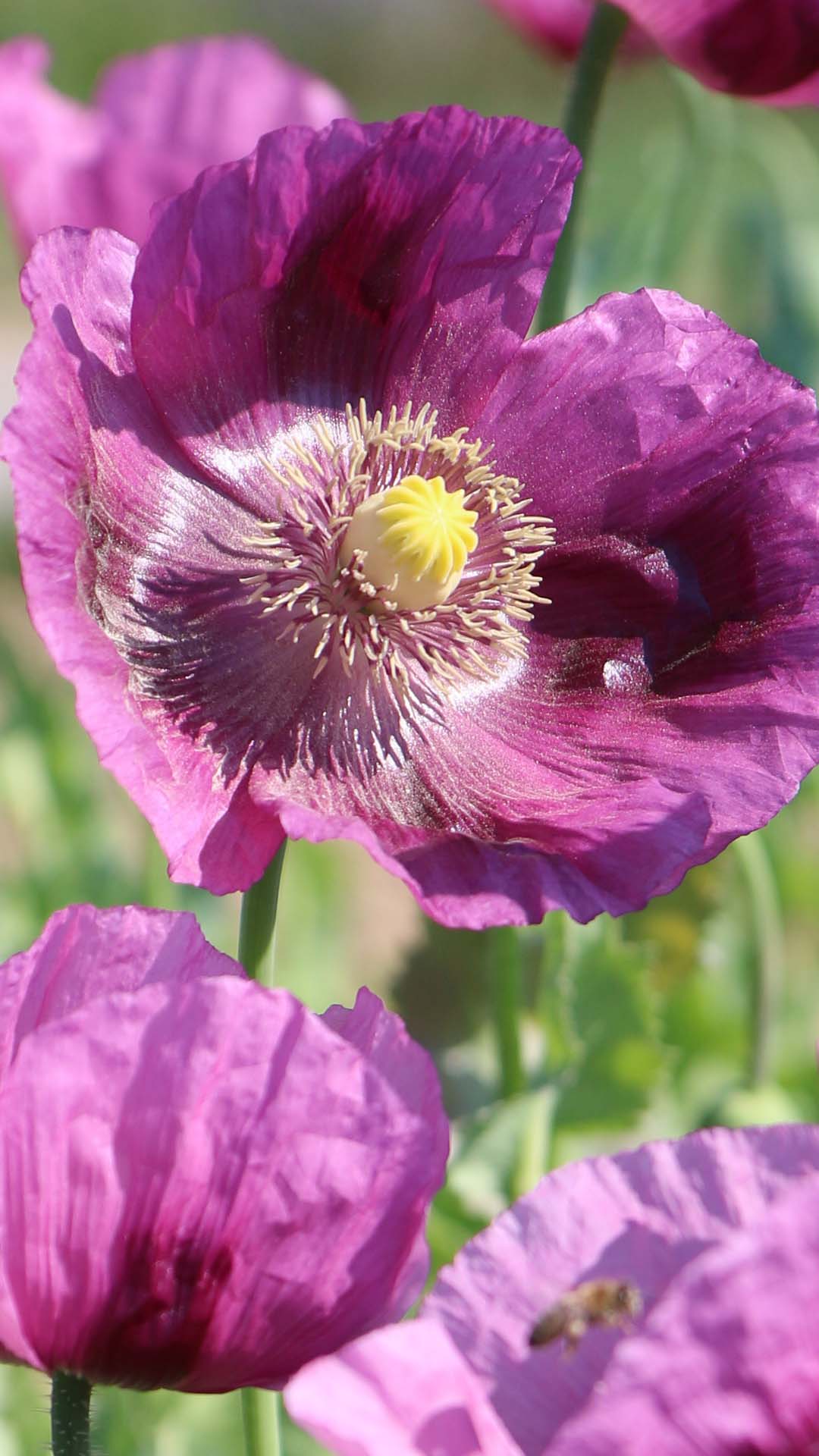 Purple poppy flower