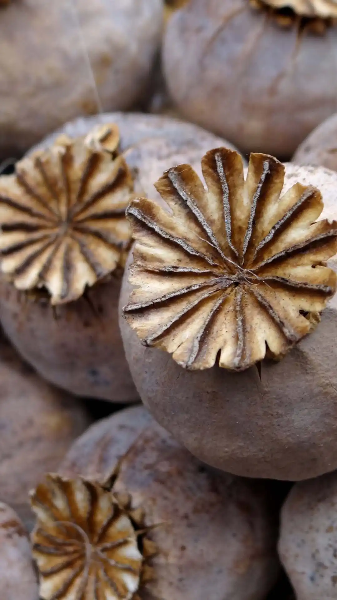 Ripe poppy seed pods