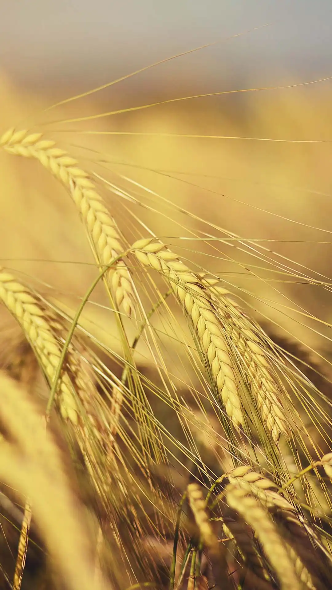 Barley ears