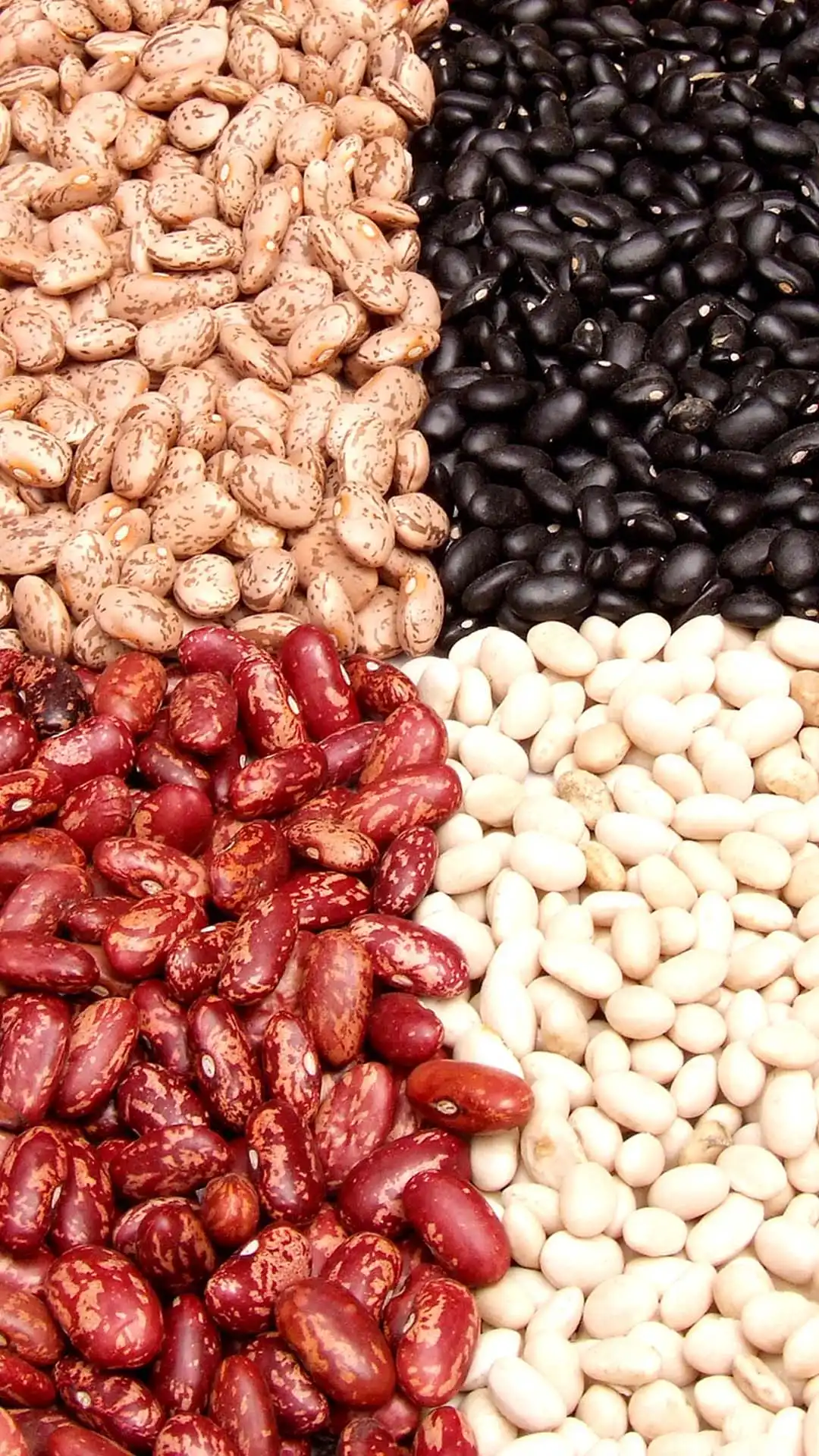 Colorful Legume seeds